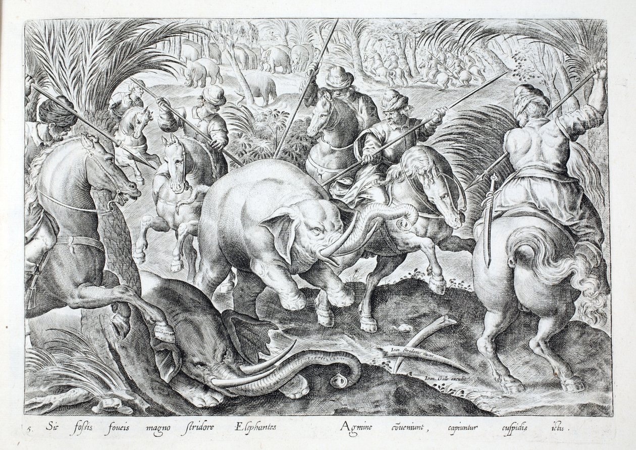 Os elefantes fazem um grande barulho ao serem atingidos por lanças de caçadores, ilustração de "Venationes, Ferarum, Avium, Piscium" (De Caça: Bestas, Aves, Peixes), gravada por Jan Collaert (1566-1628), pub. por Phillipus Gallaeus, Amesterdão (gravura) de Jan van der (1523 1605) Straet