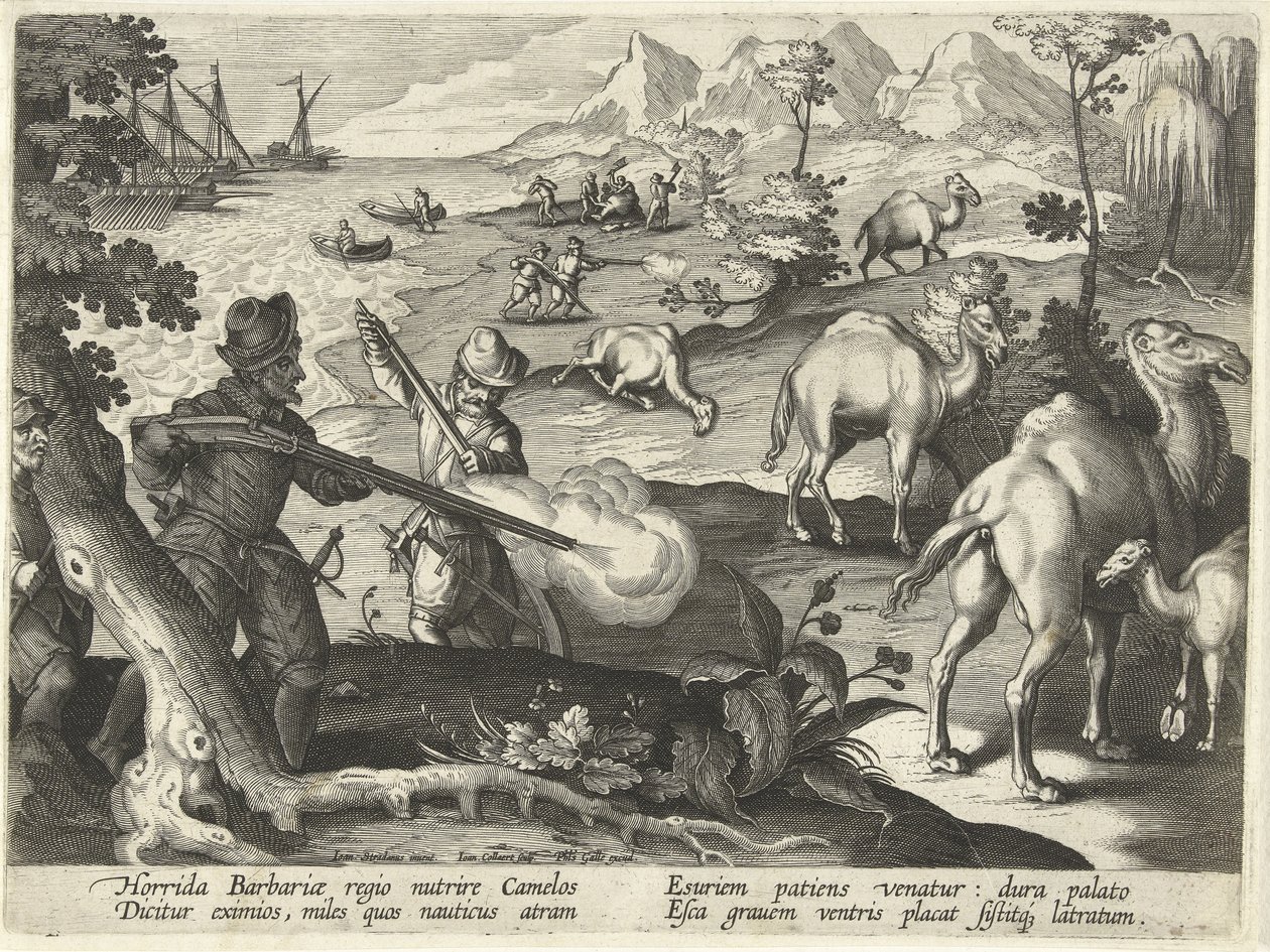 Marinheiros num país horrendo e bárbaro matam camelos com mosquetes para aliviar a fome, ilustração de "Venationes, Ferarum, Avium, Piscium" (De Caça: Bestas, Aves, Peixes), gravada por Jan Collaert (1566-1628), pub. por Phillipus Gallaeus, Amster de Jan van der (1523 1605) Straet