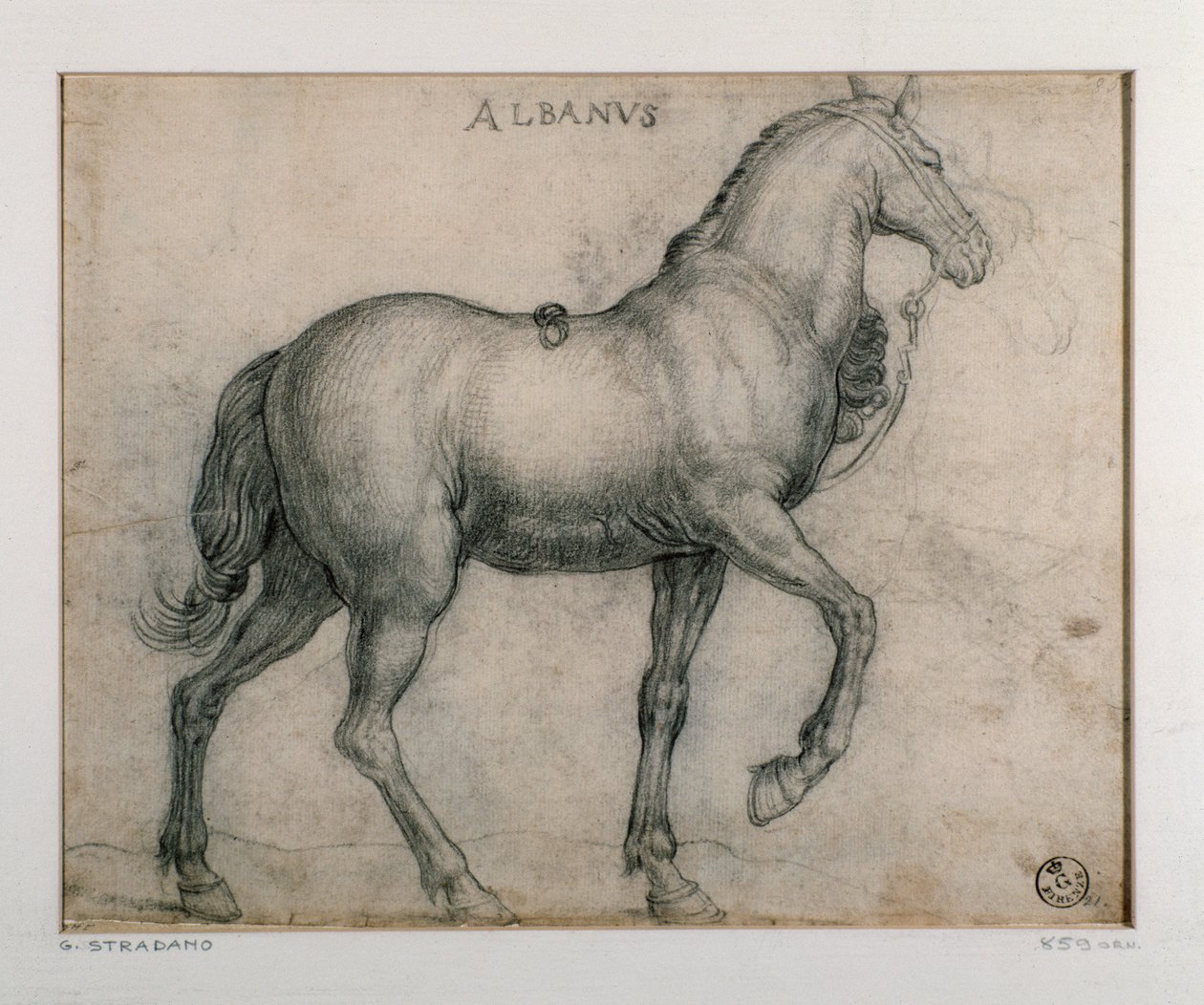 Estudo para um desenho de cavalo por Giovanni Stradano (Jan van der Straet) (1523-1605) Florence, Gabinetto Disegni e Stampe, Uffizi (Escritórios) de Jan van der Straet