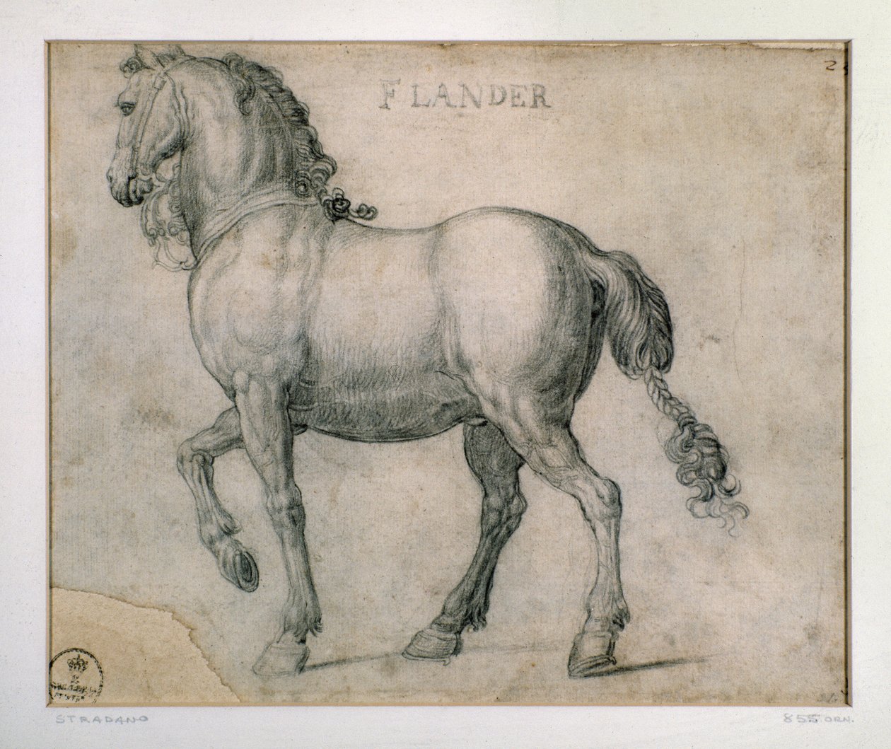 Estudo para um cavalo da Flandres Desenho de Giovanni Stradano (Jan van der Straet) (1523-1605) Florence, Gabinetto Disegni e Stampe, Uffizi (Escritórios) de Jan van der Straet