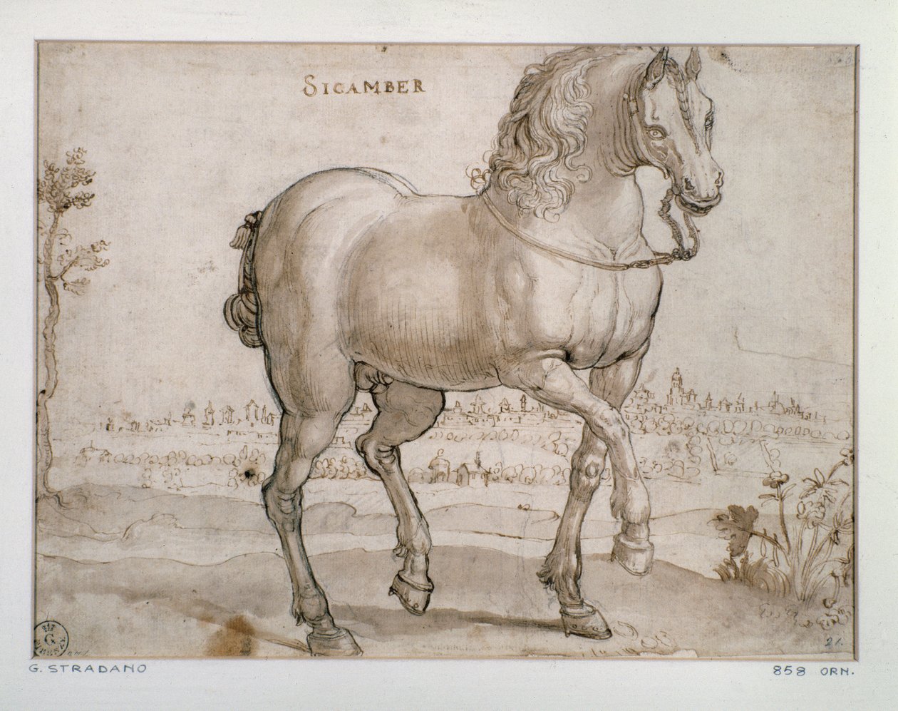 Estudo para um cavalo de sicamber Desenho de Giovanni Stradano (Jan van der Straet) (1523-1605) Florence, Gabinetto Disegni e Stampe, Uffizi (Escritórios) de Jan van der Straet