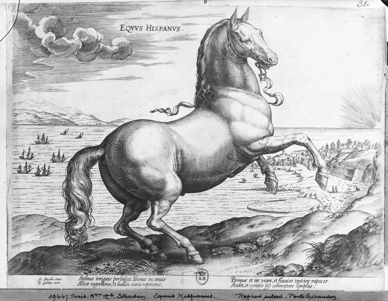 O cavalo Espanha de Jan van der Straet