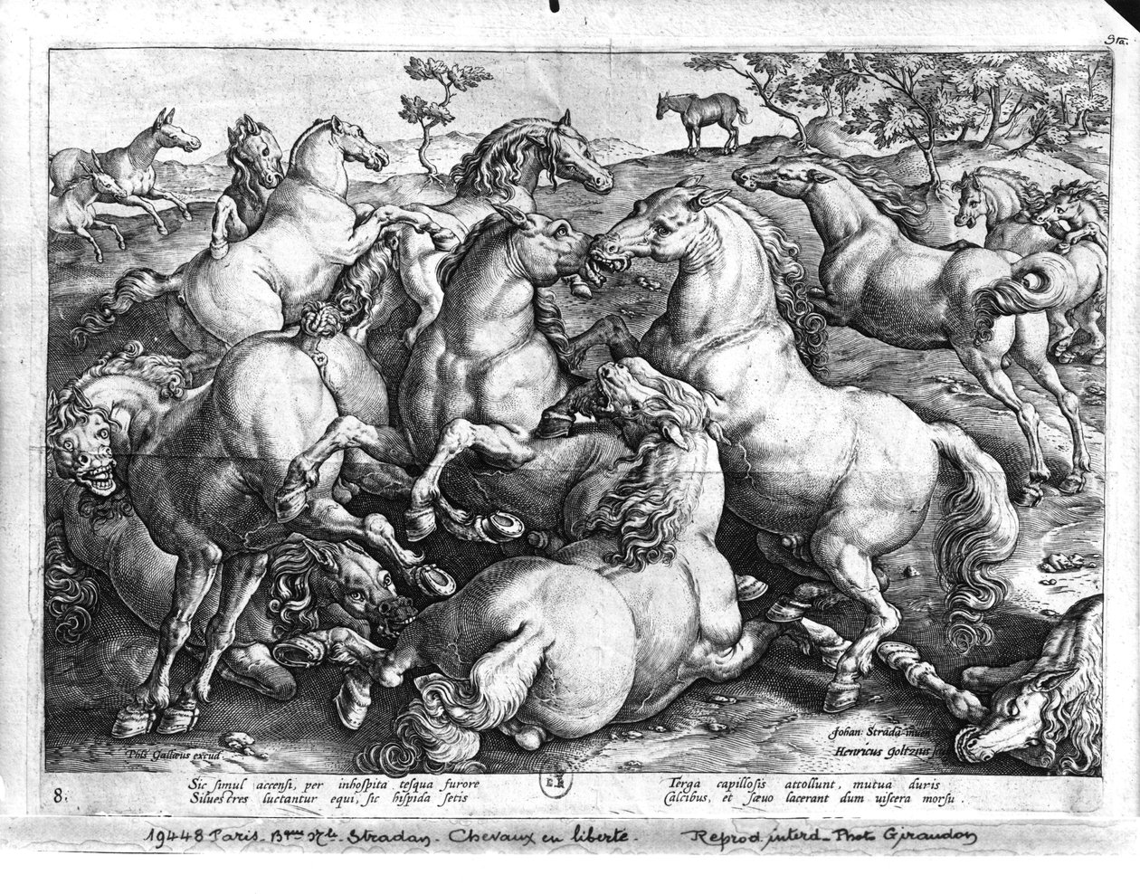 Cavalos selvagens de Jan van der Straet