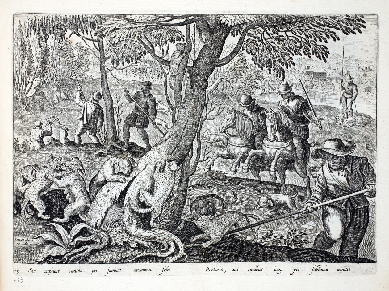 Caça Gatos com cães, ilustração de &39;Venationes, Ferarum, Avium, Piscium&39; (da caça: Animais selvagens, pássaros, peixes), gravada por Jan Collaert (1566-1628), bar. por Phillipus Gallaeus, Amsterdam (por de Jan van der Straet