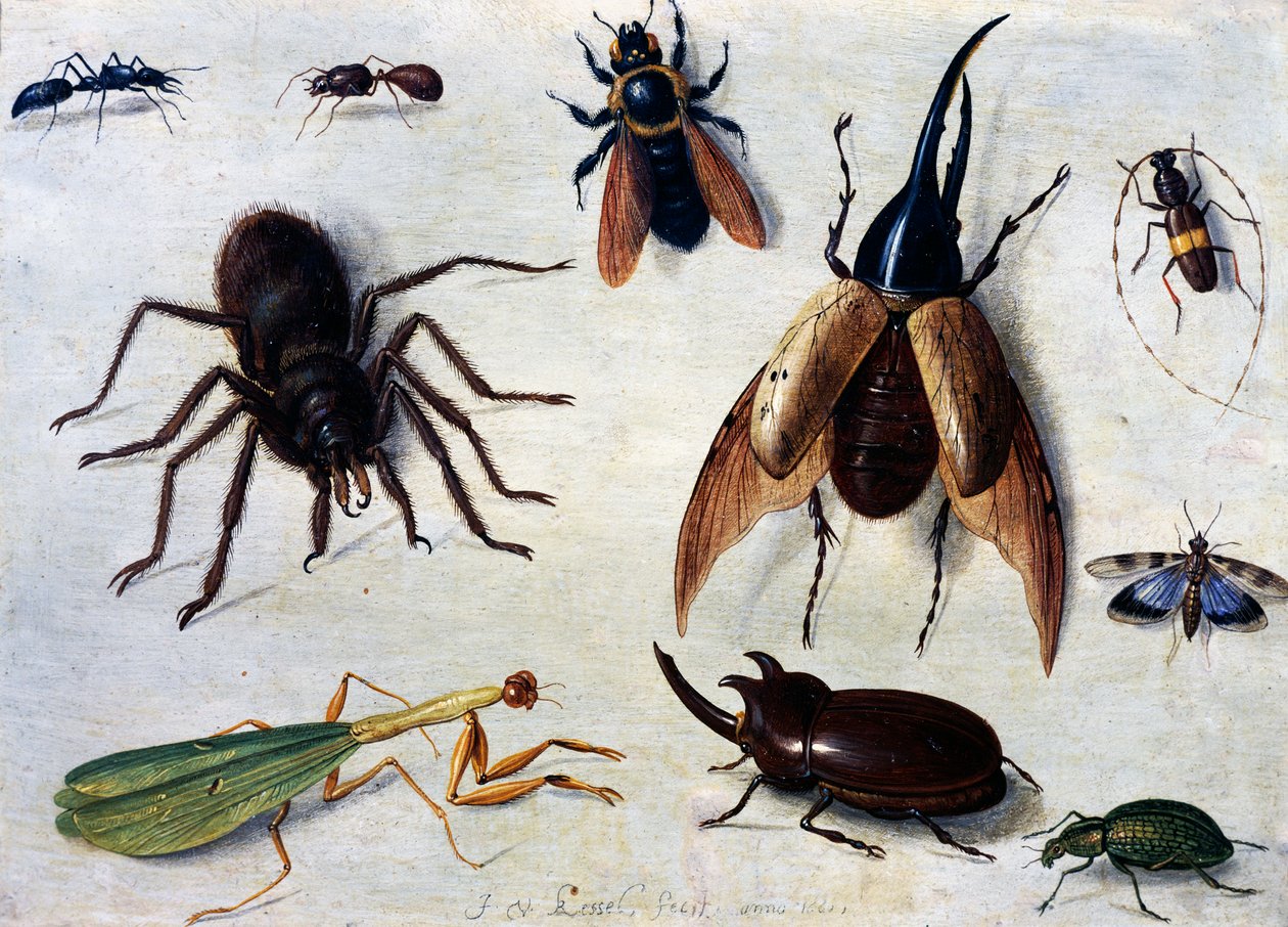 Insectos de Jan van the Elder Kessel