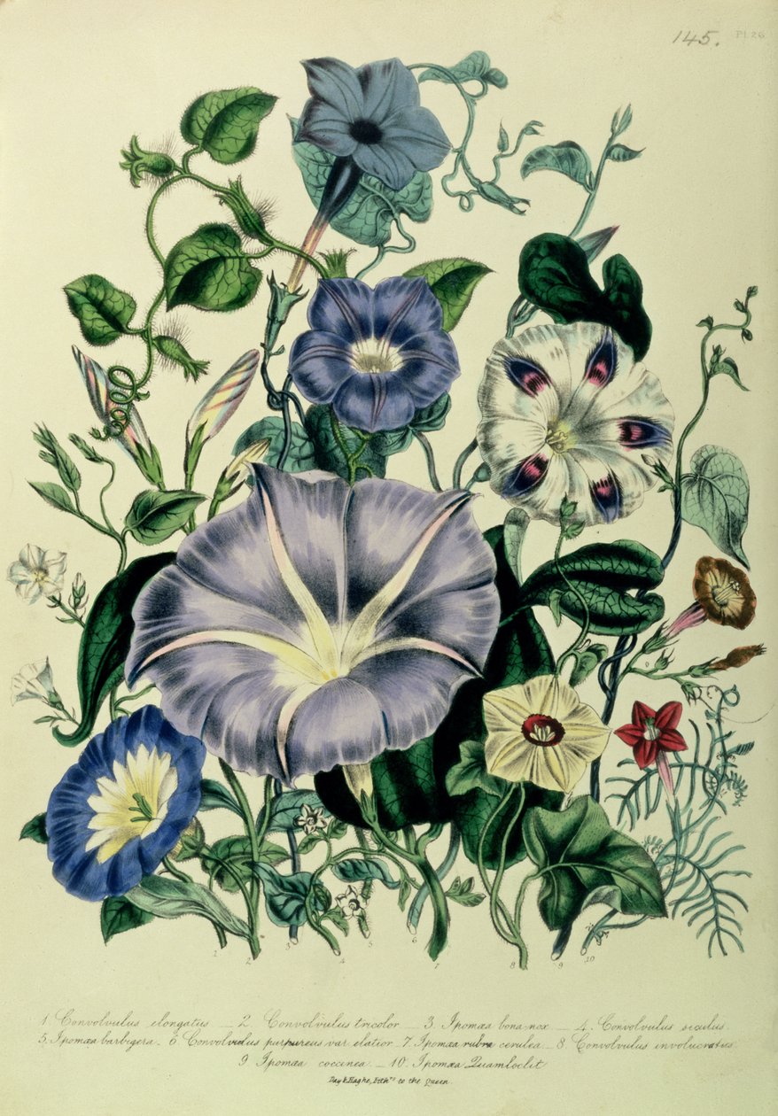 Trepadeira, prato 26 de &39;The Ladies&39; Flower Garden &39;, publicado em 1842 de Jane Loudon