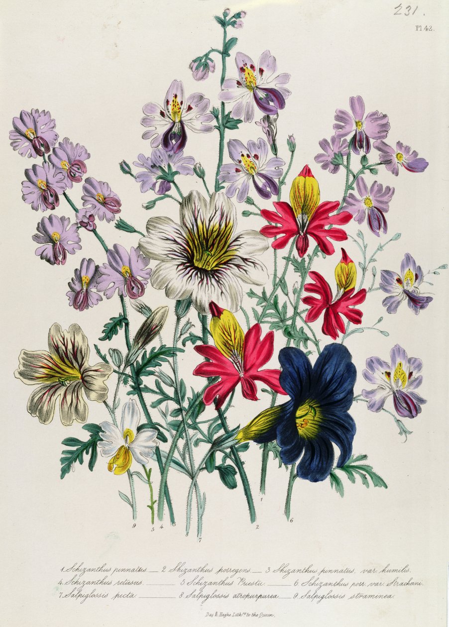 Guindaste Bill, placa 42 de &39;The Ladies&39; Flower Garden &39;, publicado em 1842 de Jane Loudon