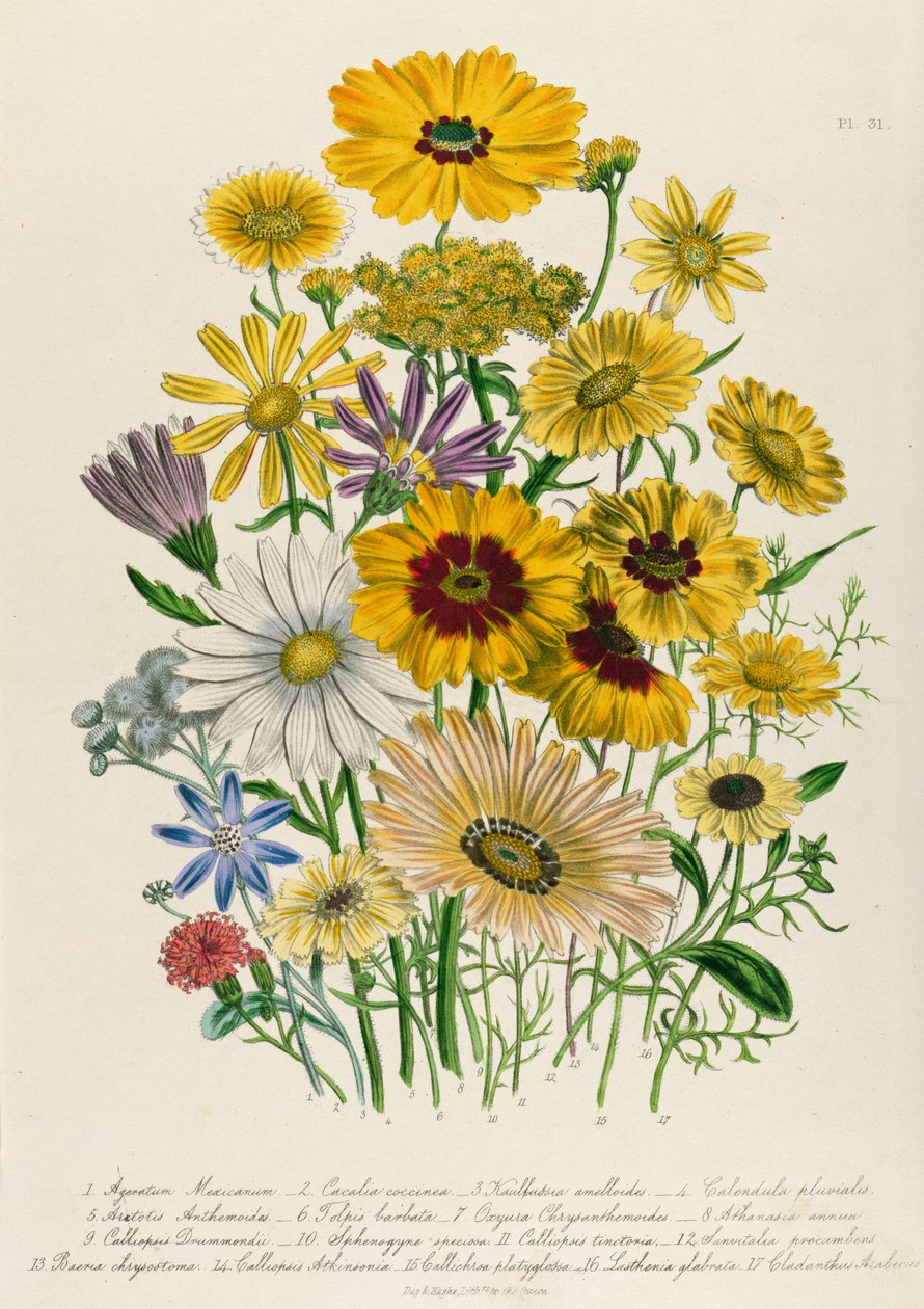 Daisies, plate 31 de &39;The Ladies&39; Flower Garden &39;, publicado em 1842 de Jane Loudon