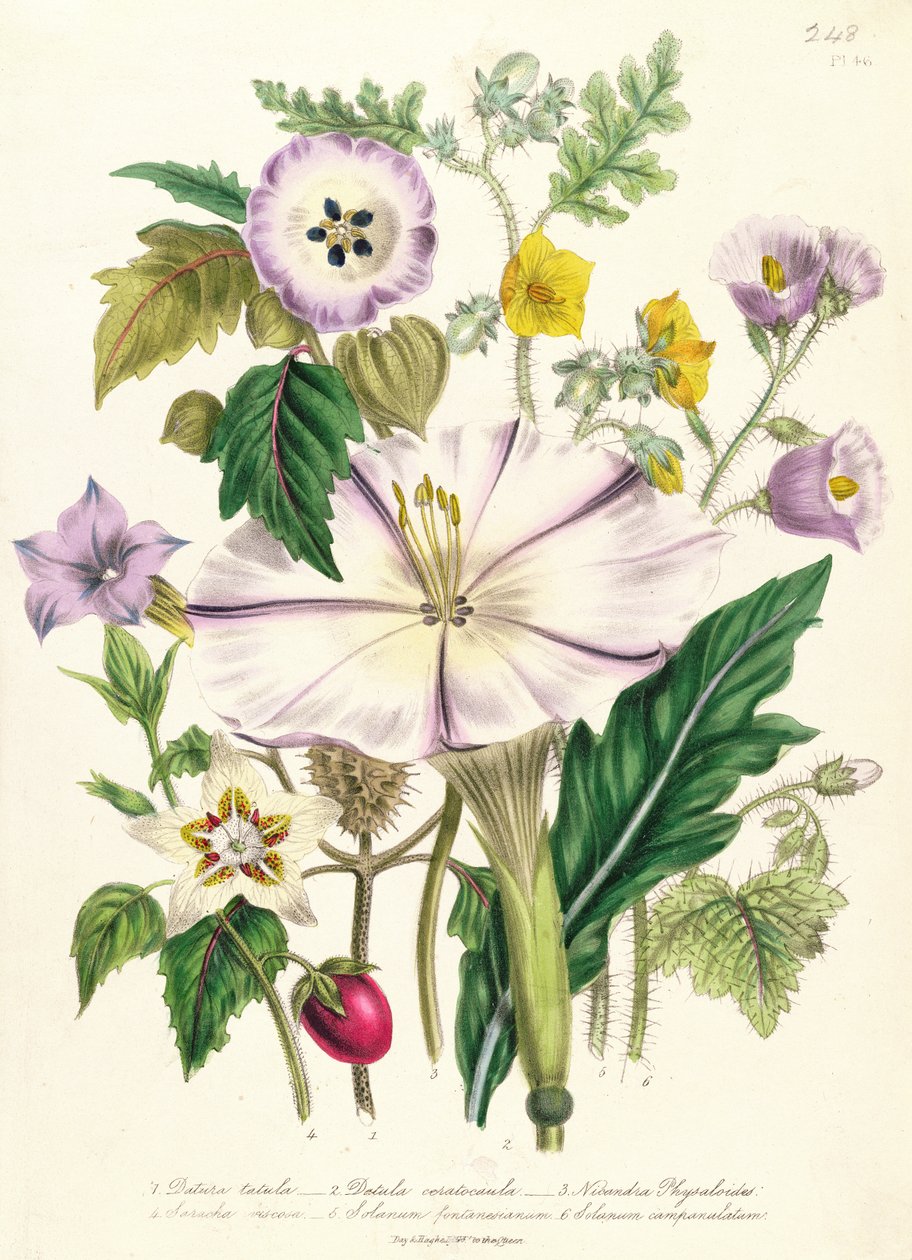 Trompete do Diabo, prato 46 de &39;The Ladies&39; Flower Garden &39;, publicado em 1842 de Jane Loudon