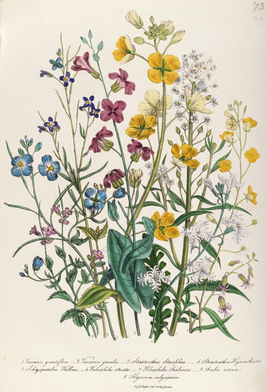 Miosótis e botões de ouro, placa 13 de &39;The Ladies&39; Flower Garden &39;, publicado em 1842 de Jane Loudon