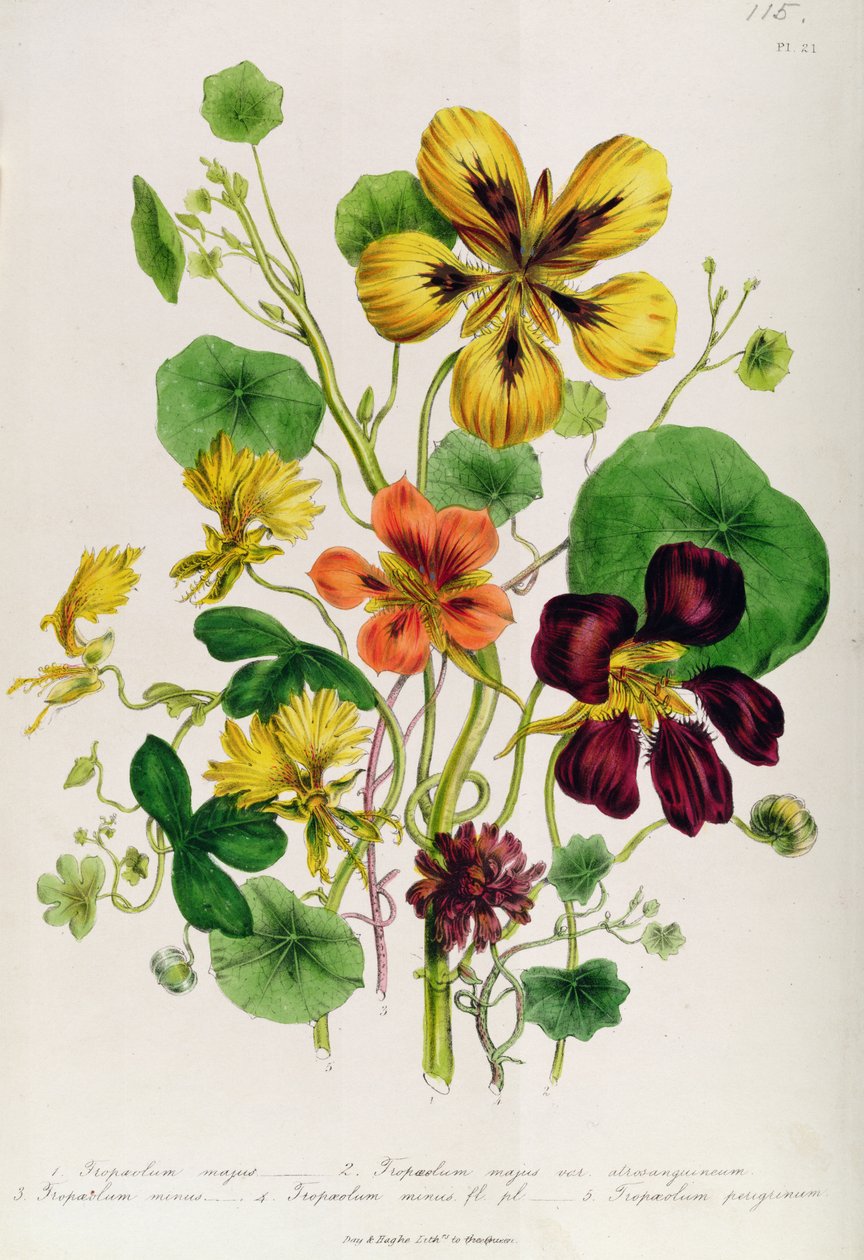 Chagas, prato 21 de &39;The Ladies&39; Flower Garden &39;, publicado em 1842 de Jane Loudon