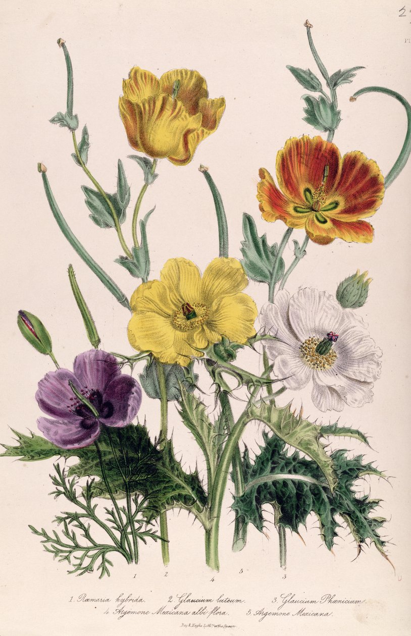 Papoulas e Anêmonas, prato 5 de &39;The Ladies&39; Flower Garden &39;, publicado em 1842 de Jane Loudon
