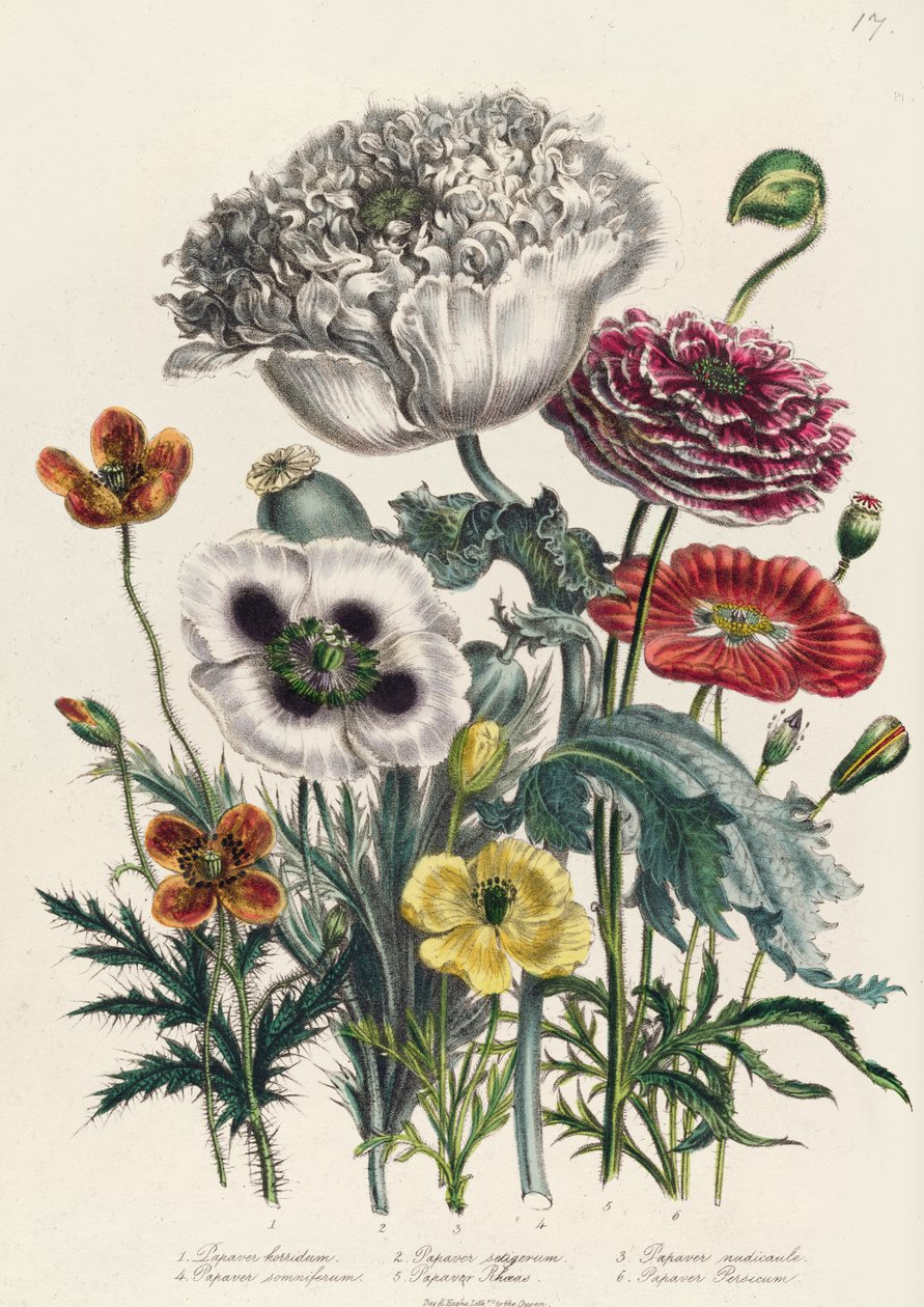 Papoulas, prato 4 de &39;The Ladies&39; Flower Garden &39;, publicado em 1842 de Jane Loudon