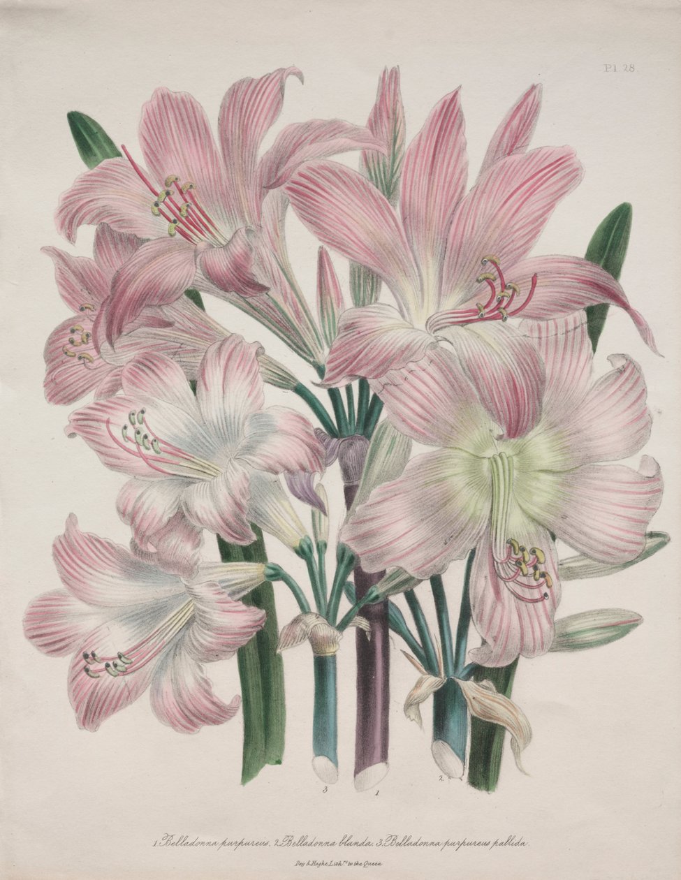 Belladonna Lily: Amarílis beladona de Jane Loudon