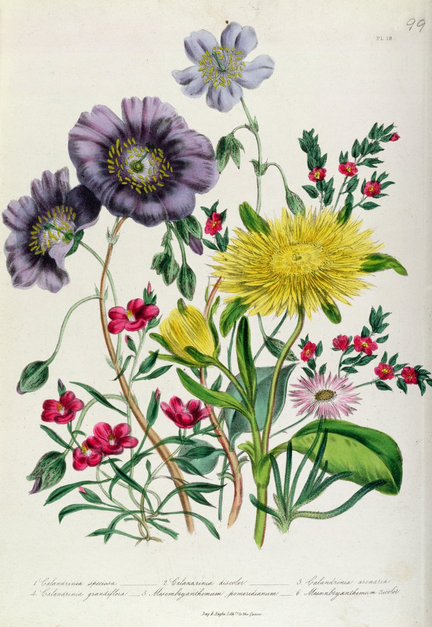 Calandrinia, prato 18 de &39;The Ladies&39; Flower Garden &39;, publicado em 1842 (cor litho) de Jane Loudon