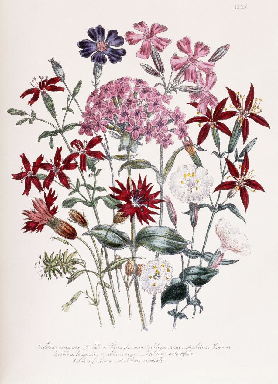 Catchfly de Jane Loudon