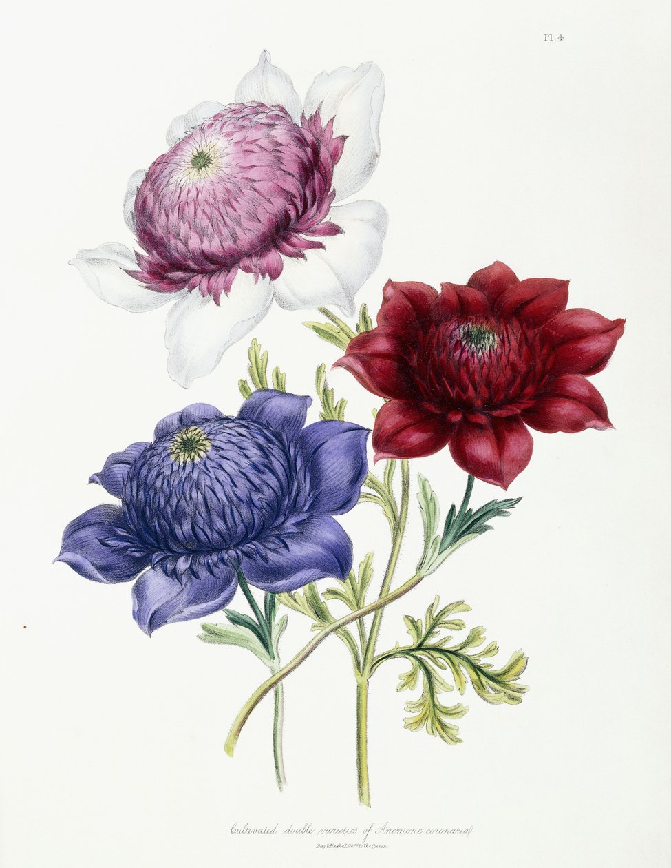 Variedades duplas cultivadas de anêmona coronária, 1843-49 de Jane Loudon