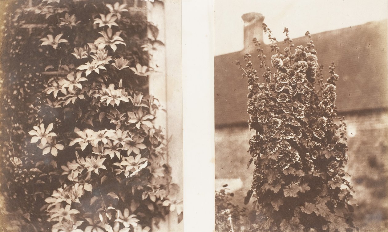 Clematis Cerulea, Hollyhocks, 1853-56. de Jane Martha St. John