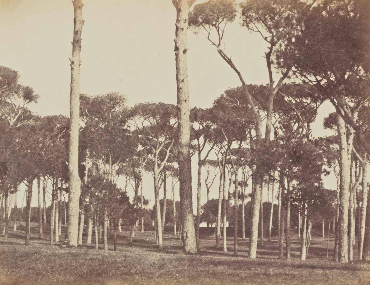 Pinhal de pedra, Villa Pamfili Doria, Roma de Jane Martha St. John