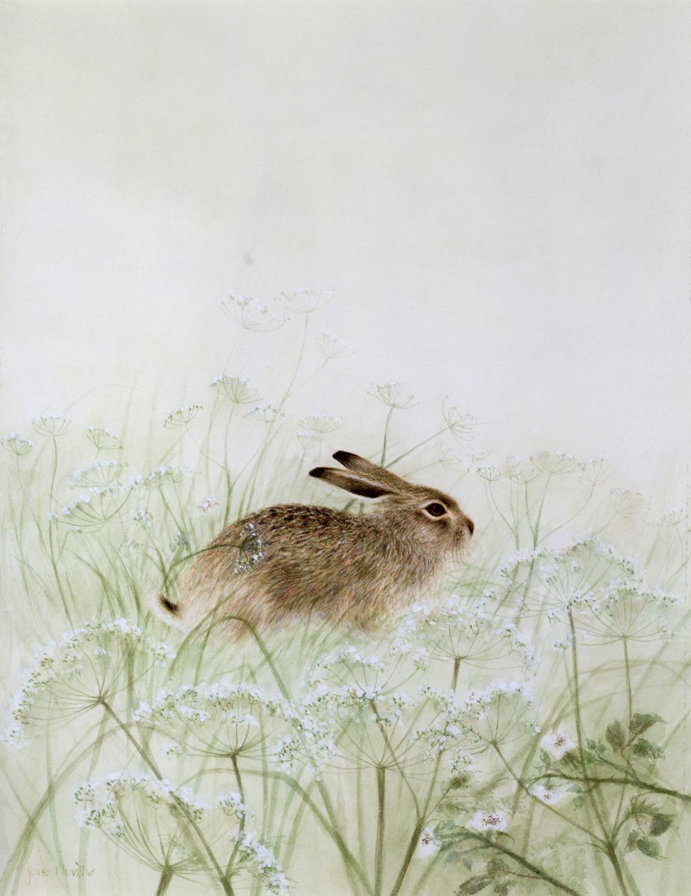 Coelho de Jane Neville