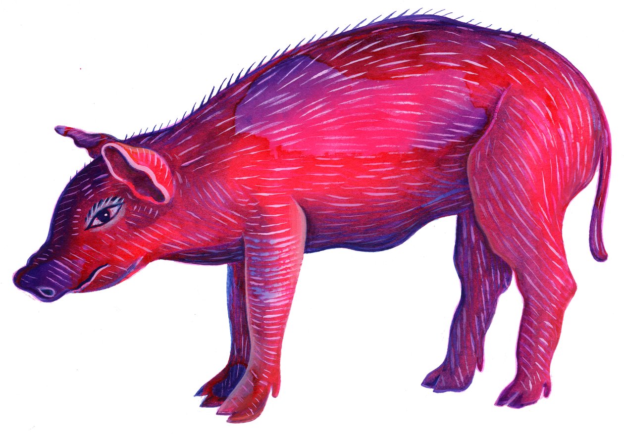 Pig, 1996, (tinta e guache) de Jane Tattersfield