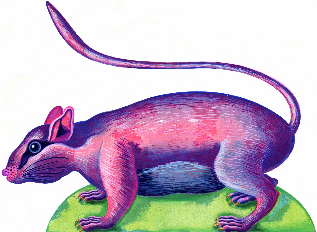 Rat, 1996, (tinta e guache) de Jane Tattersfield