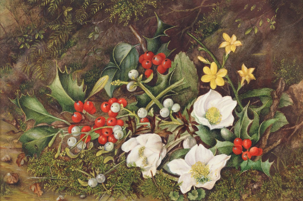 Holly and Christmas Roses (wc no papel) de Jane Taylor