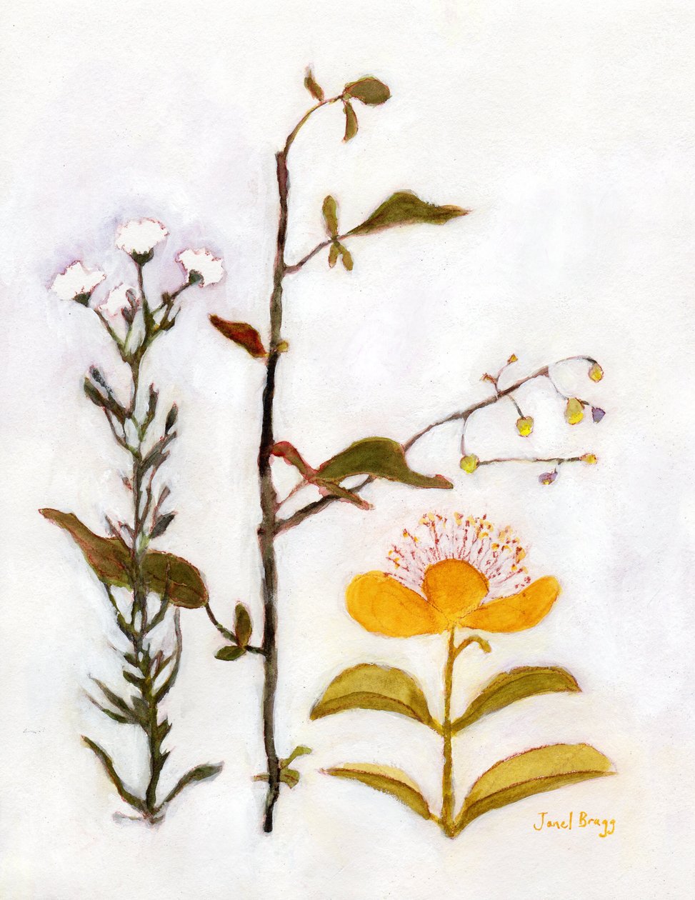 Erva de São João rasteira com flores silvestres, c.2018 (aguarela e caseína sobre papel) de Janel Bragg