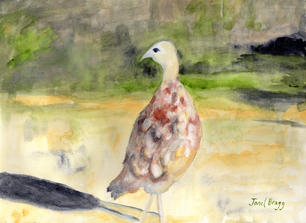 Faisão fêmea, c.2016 (aguarela e caseína sobre papel) de Janel Bragg