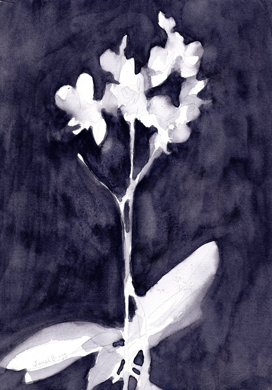 Impressão de orquídea em cinzento-azul escuro, c. 2019 (aguarela sobre papel) de Janel Bragg
