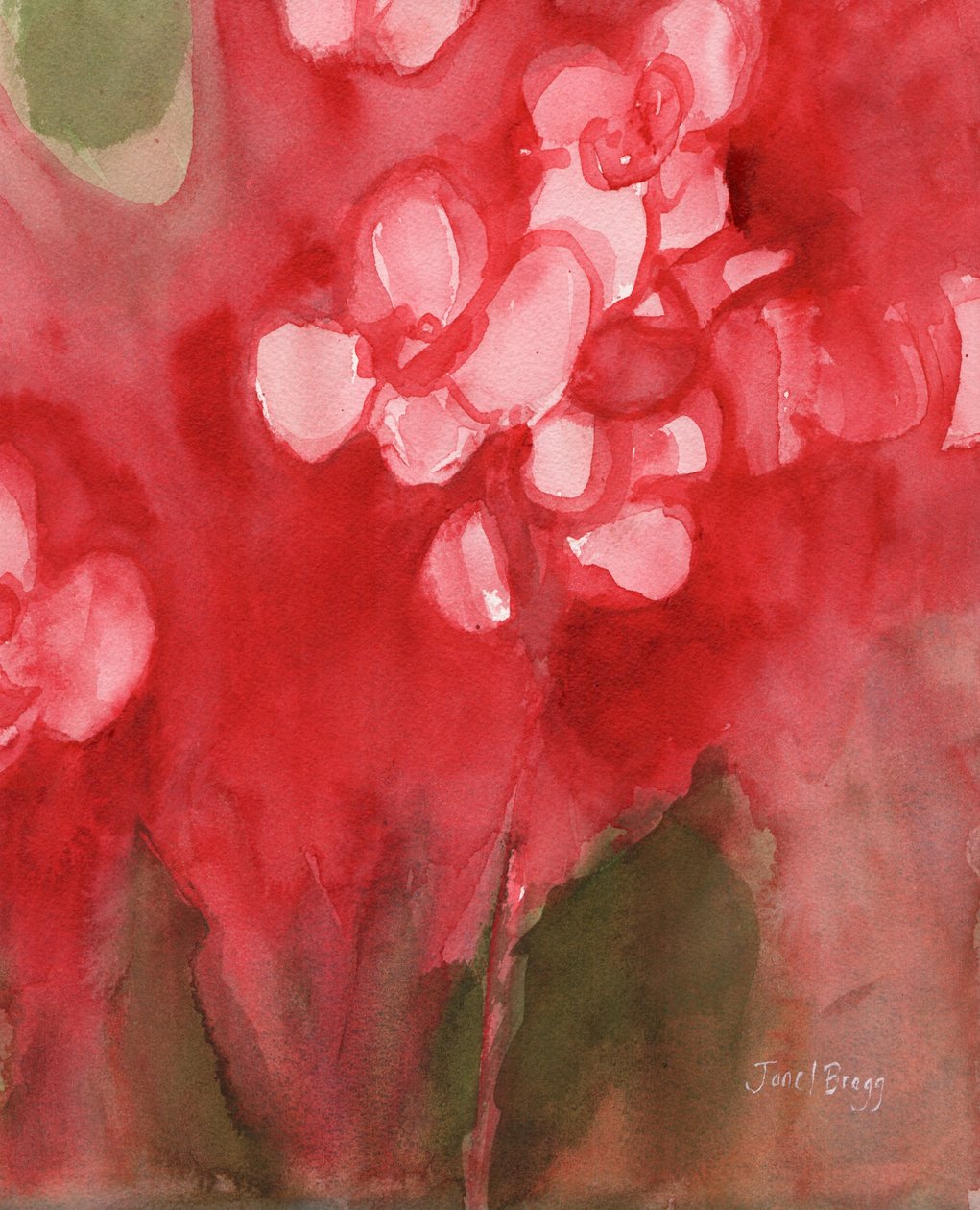 Orquídea em Allzarin Crimson, c.2017 (aguarela sobre papel) de Janel Bragg