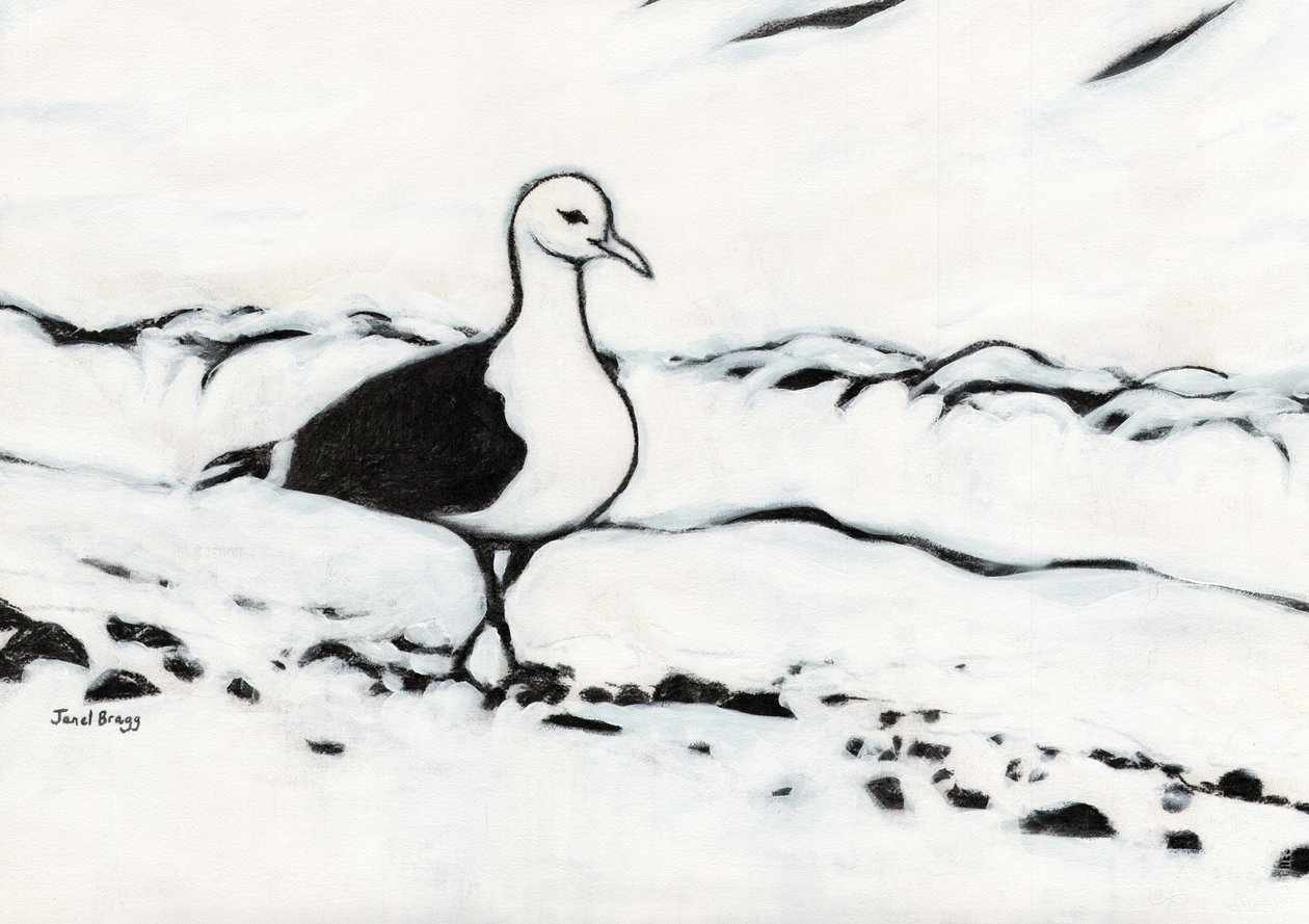 Gaivota de Washington Park, c.2017 (carvão e gesso sobre papel) de Janel Bragg