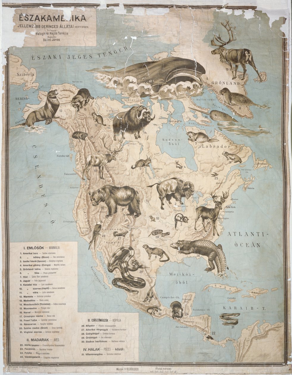 Mapa de animais na América do Norte, (gravura a cores) de Janos Balint