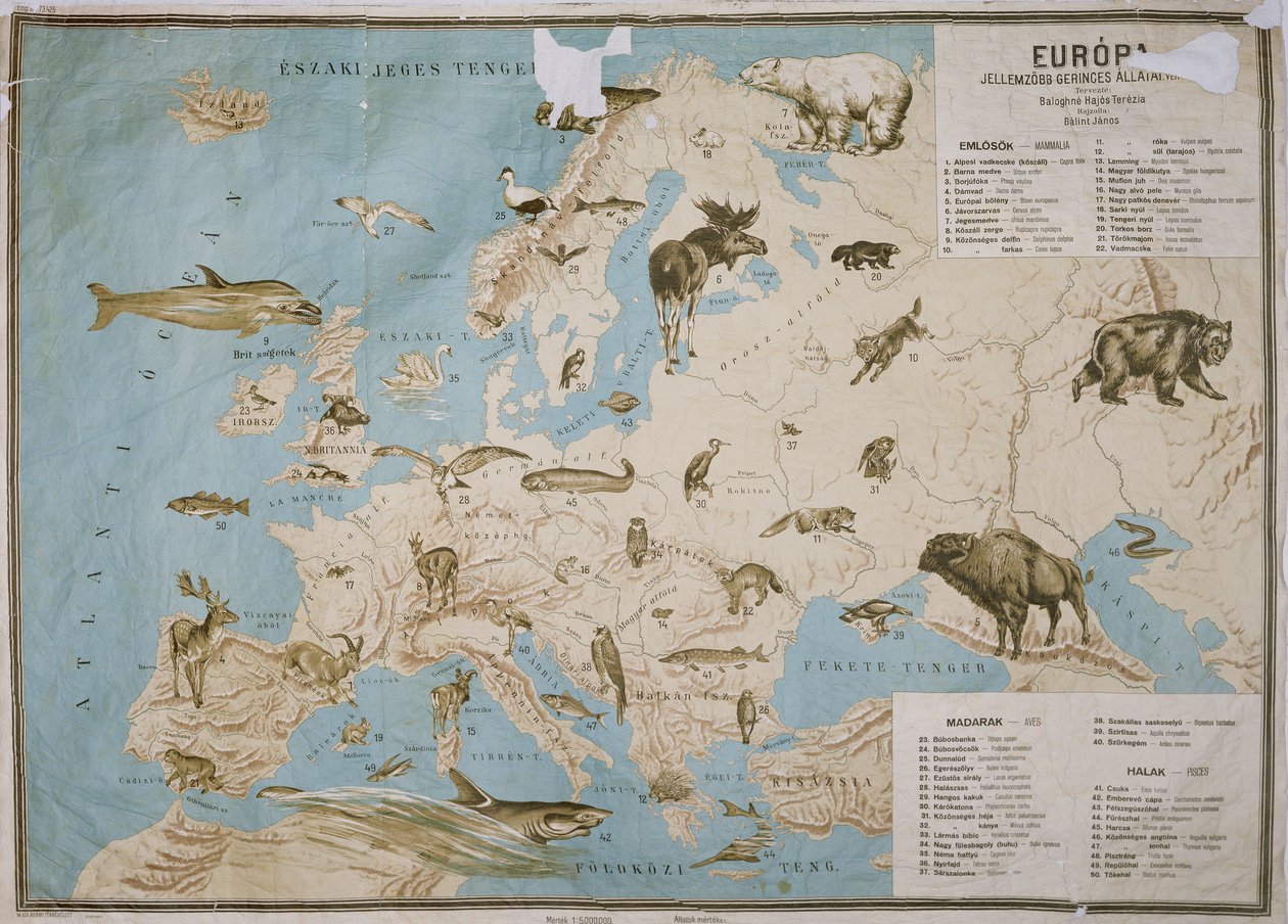 Mapa de animais na Europa, (gravura a cores) de Janos Balint