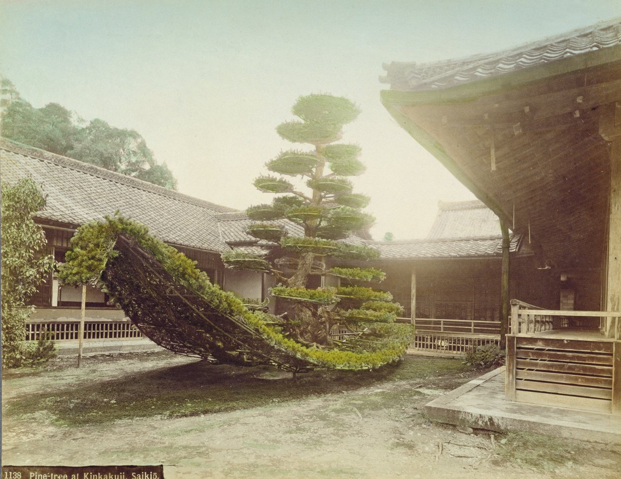 Pinheiro em Kinkaku-ji, Kyoto, c.1905 (foto colorida) de Japanese Photographer