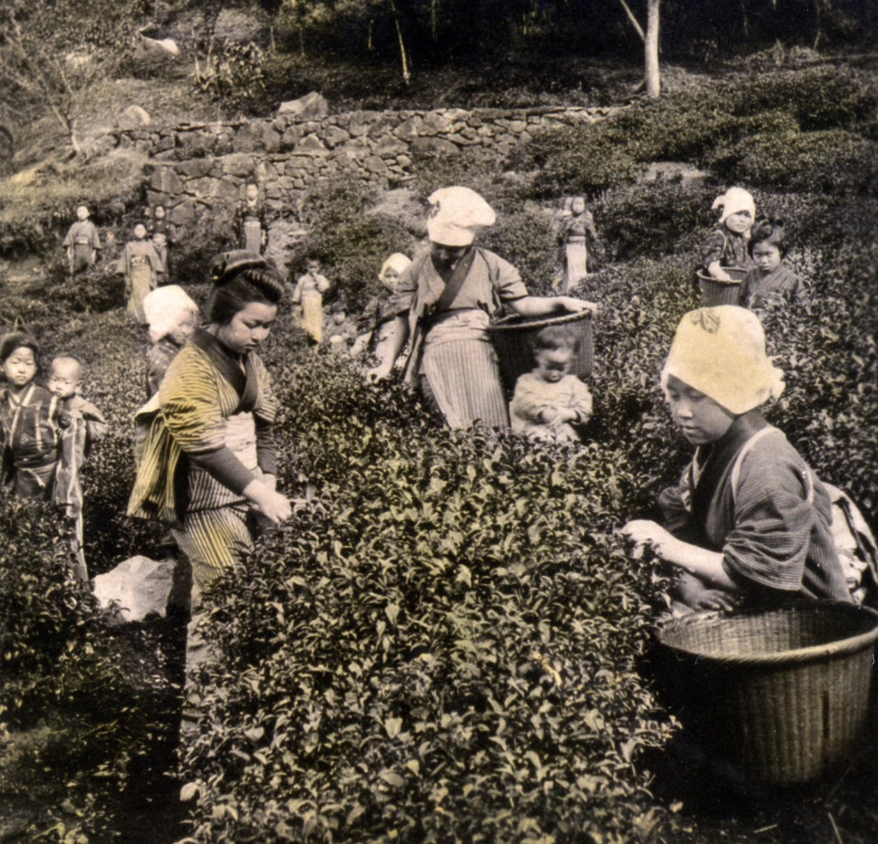 Colheita de chá na província de Uji, c.1900 (albumen photo) de Japanese Photographer