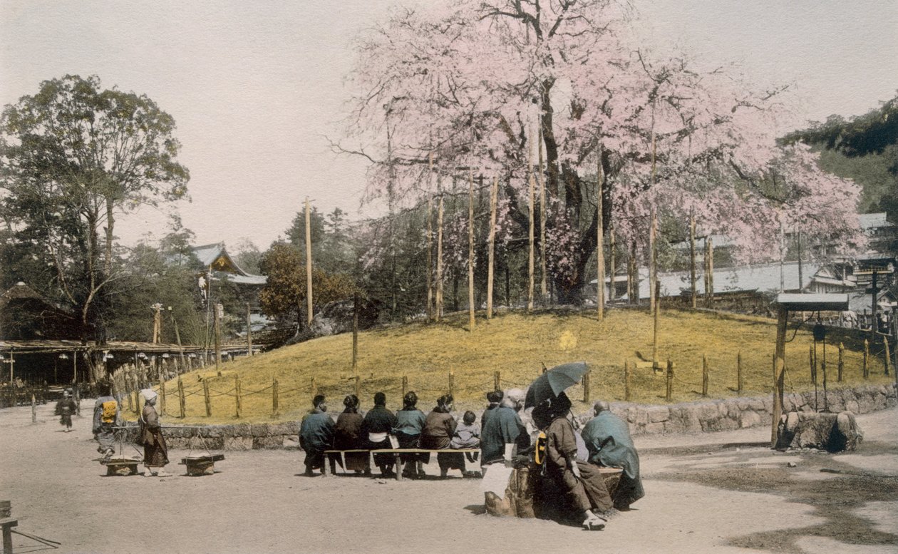 A famosa árvore de cereja em Maruyama, Kyoto (foto colorida de mão) de Japanese Photographer