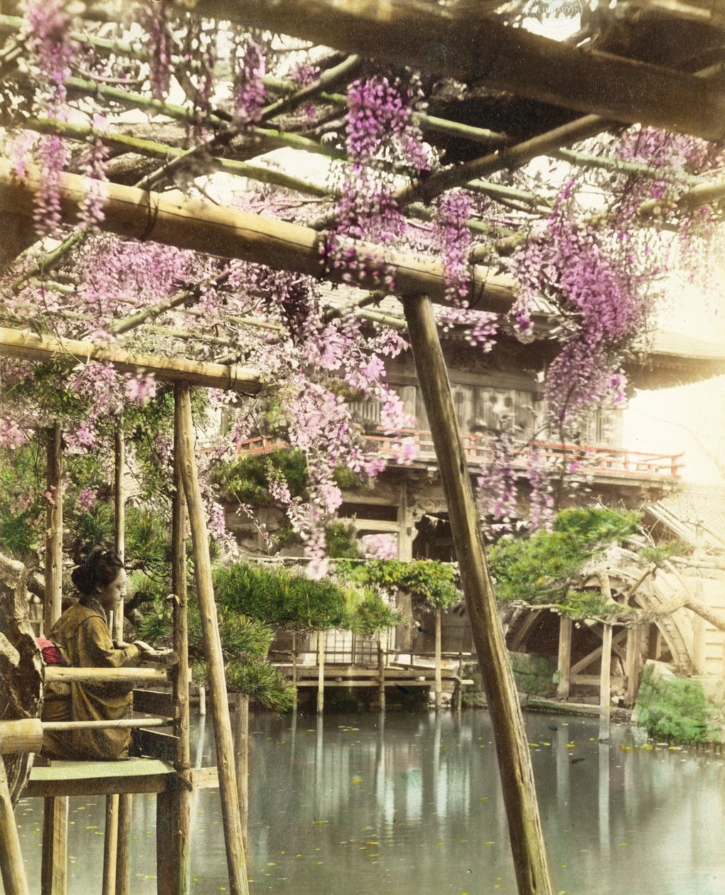 Flor das glicínias, Kameido Temple Gardens, Tóquio, início dos anos 1890 (foto colorida à mão) (ver também 172942) de Japanese Photographer