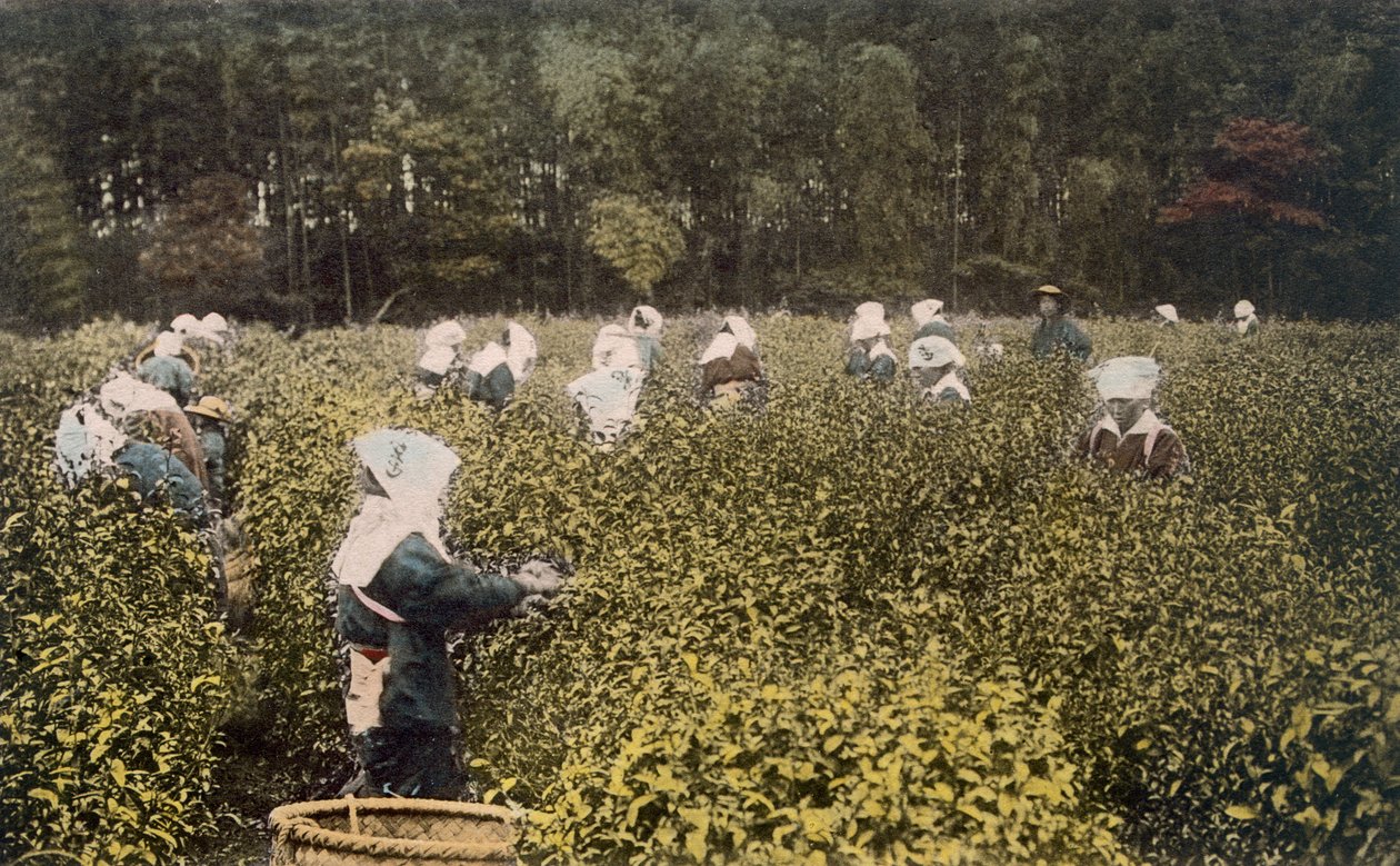 Mulheres, colher, chá, com, macho, capataz, (hand, colorido, photo) de Japanese Photographer