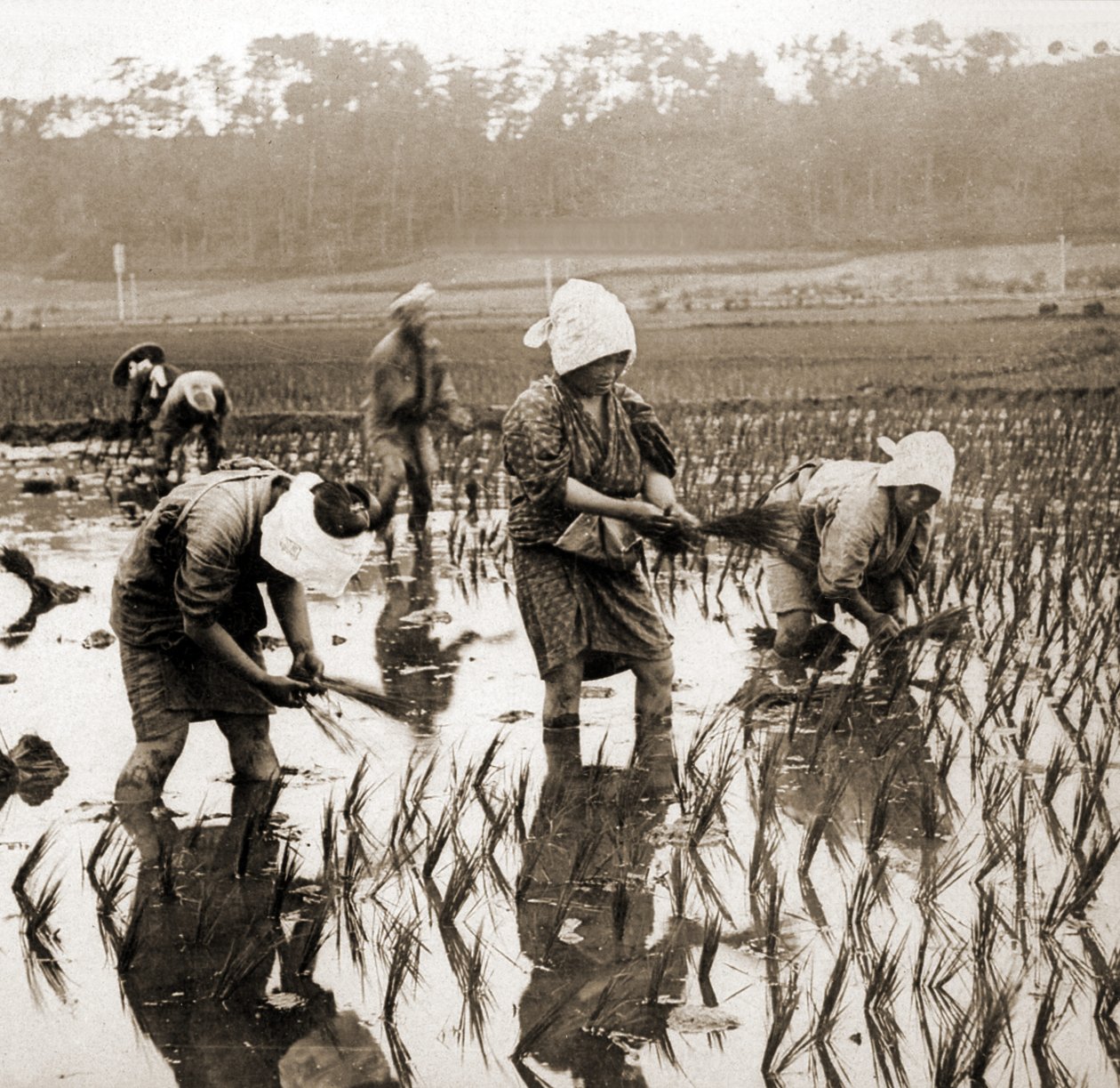 Mulheres plantando arroz no Japão, c.1900 (albumen photo) de Japanese Photographer