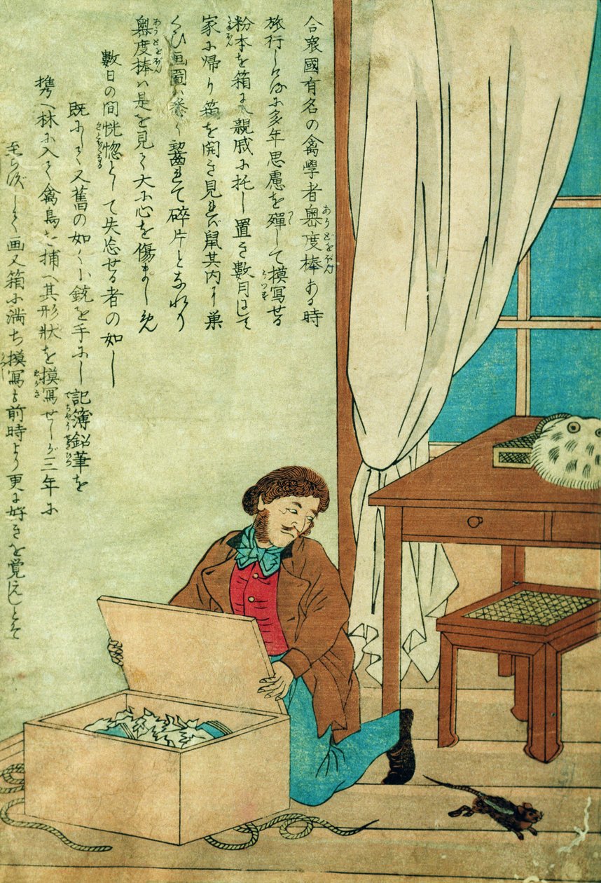 JJ Audubon (1785-1851) em uma viagem ao Japão descobre um rato, c.1840 de Japanese School