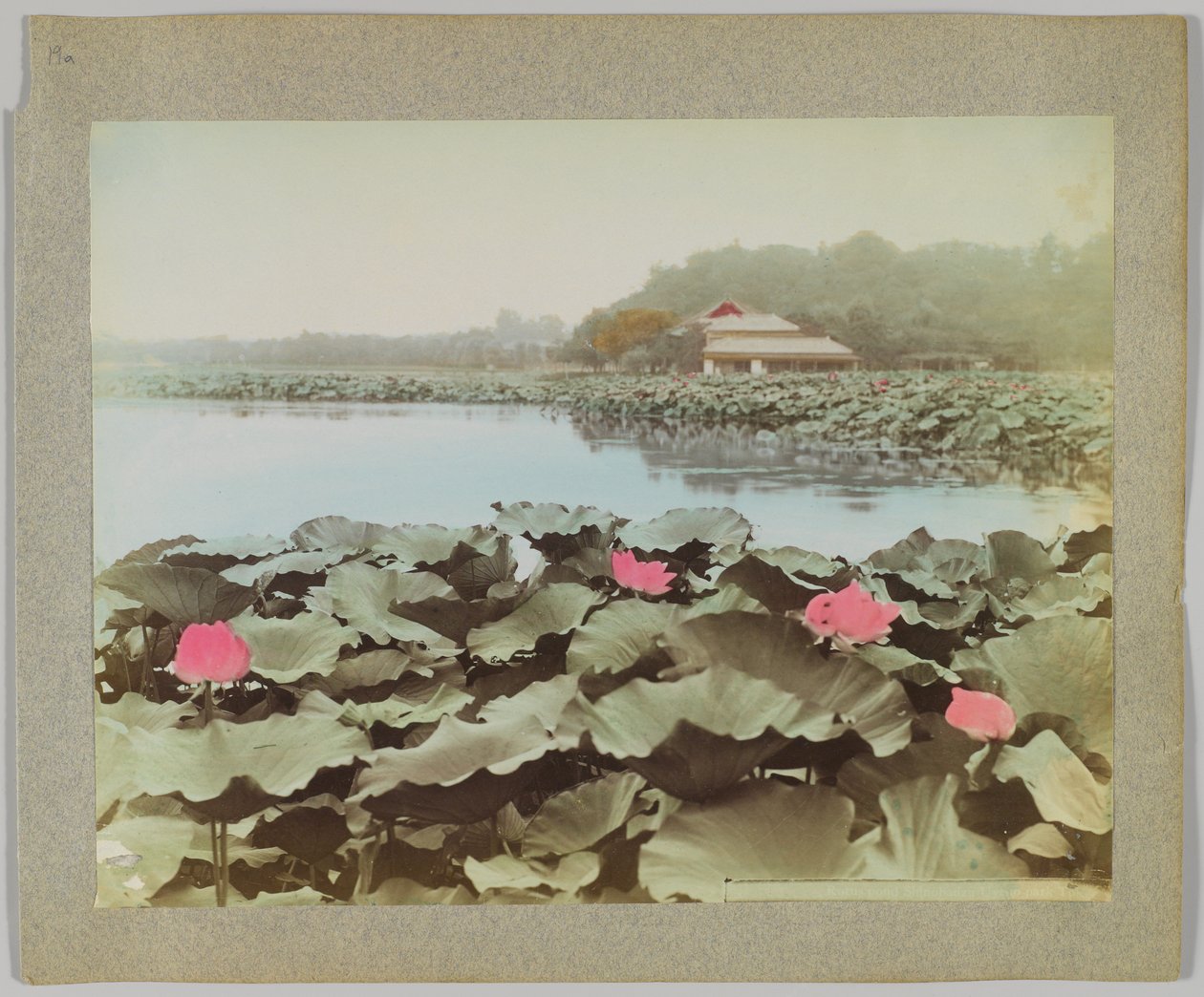 Lotus em Shinobadzu Pond, Uyeno Park, Tóquio, Japão (foto a p/b colorida à mão) de Japanese Photographer