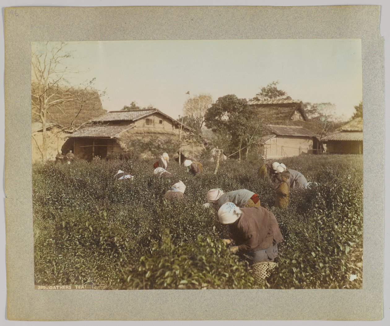 Picking Tea, Japão (foto a p/b colorida à mão) de Japanese Photographer