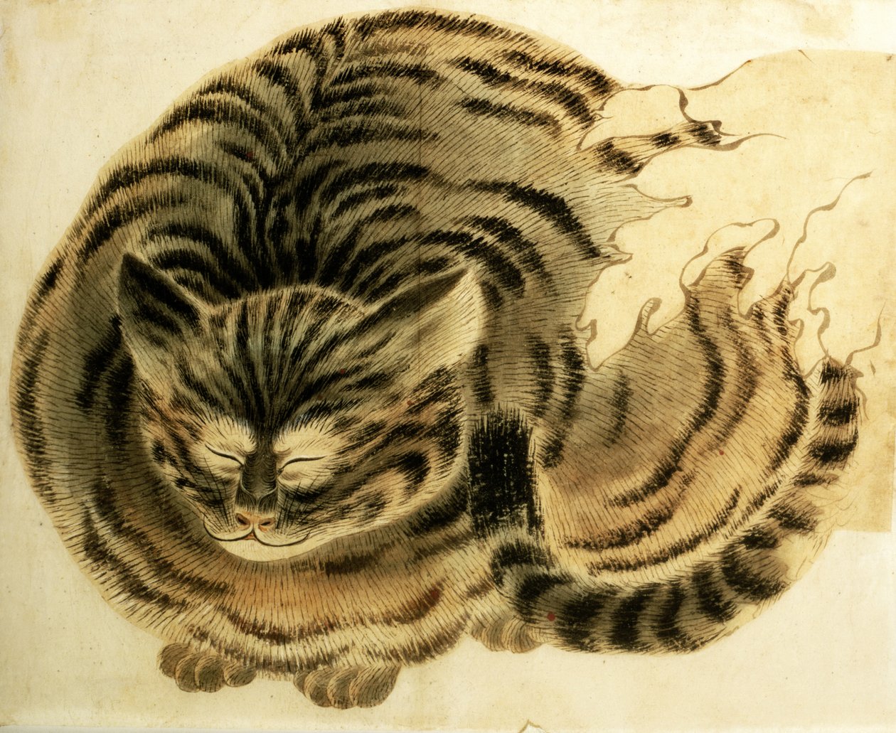 Gato adormecido, pub. c.1850 (aguarela sobre papel) de Japanese Photographer