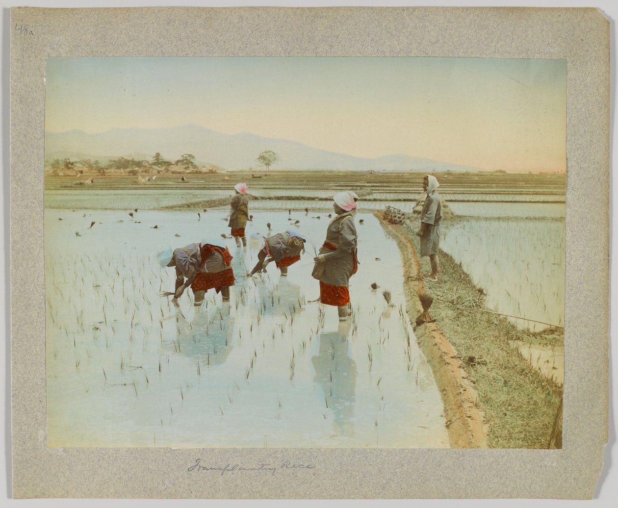 Transplante de arroz, Japão (foto a p/b colorida à mão) de Japanese Photographer