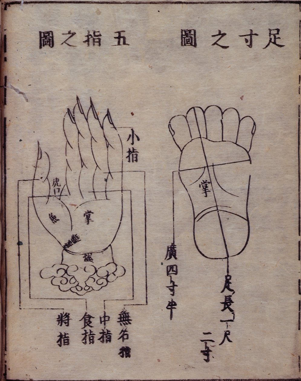 16029.b.5 fol.15v Diagrama mostrando pontos de acupunctura nas mãos e pés, de um comentário japonês de um trabalho chinês sobre acupunctura, o Shisijing fahui de 1341 por Hua Shou, Kyoto de Japanese School