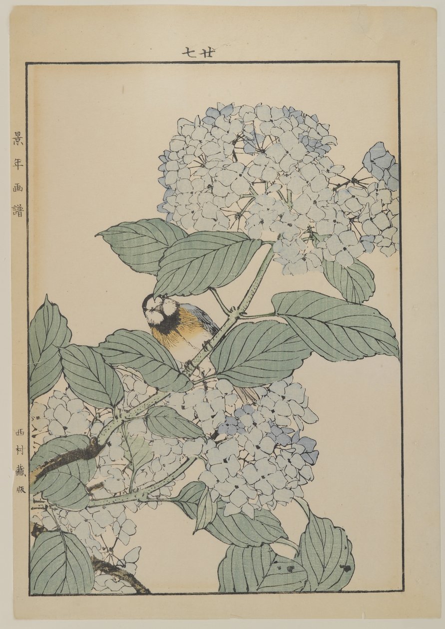 Pássaro com hortênsia, período Meiji, c.1868-1912 (impressão de woodblock de cor) de Japanese School