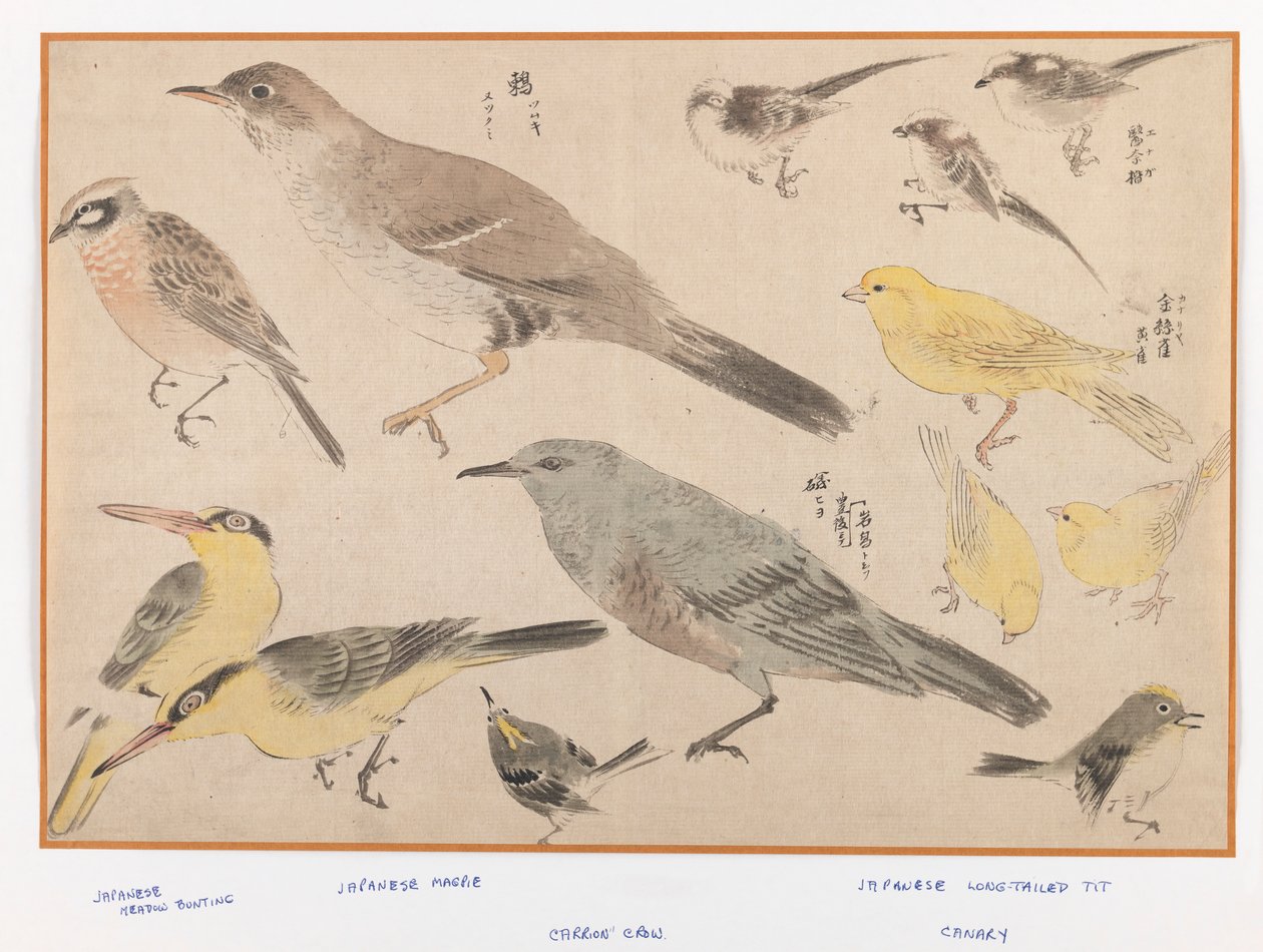 Aves no estilo Okyo (impressão a cores em xilogravura) de Japanese School