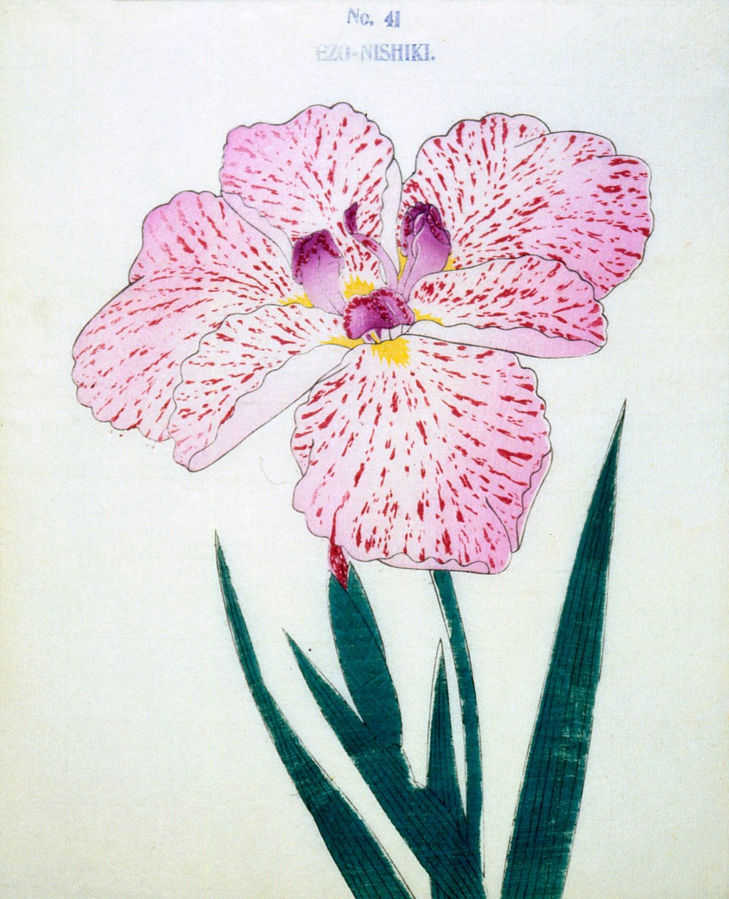 Ezo-Nishiki, nº 41, 1898 de Japanese School