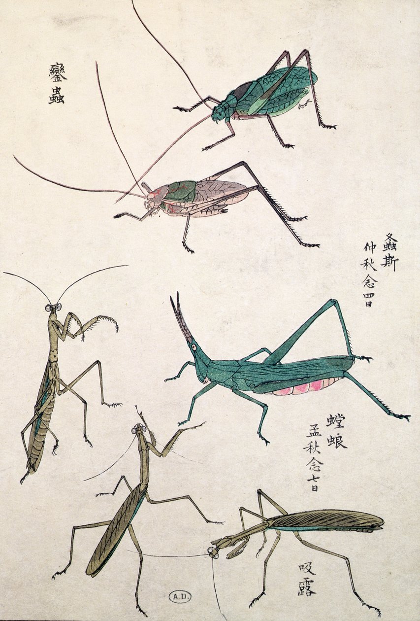 Gafanhotos e Mantises (impressão woodblock de cor) de Japanese School